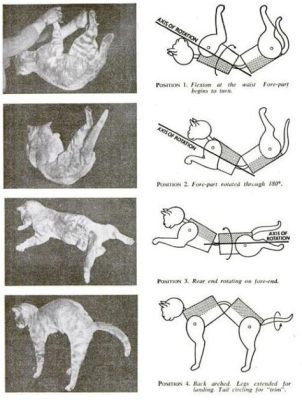 Do Print Lines Affect Grading? And Why Do Cats Always Land on Their Feet?