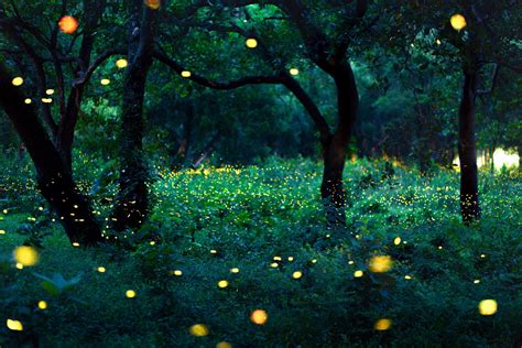 Where the Fireflies Dance and Dreams Take Flight