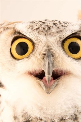 Why Does Owl Eyes Think the Books Are Fake? A Multifaceted Discussion.